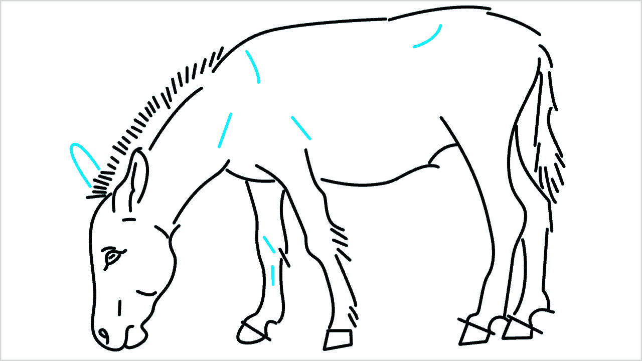 Cómo dibujar un burro paso a paso (12)
