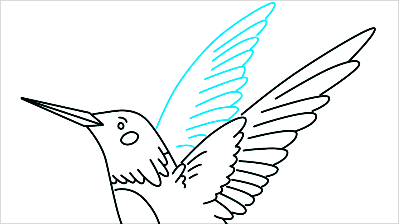 Cómo dibujar un colibrí paso a paso (8)