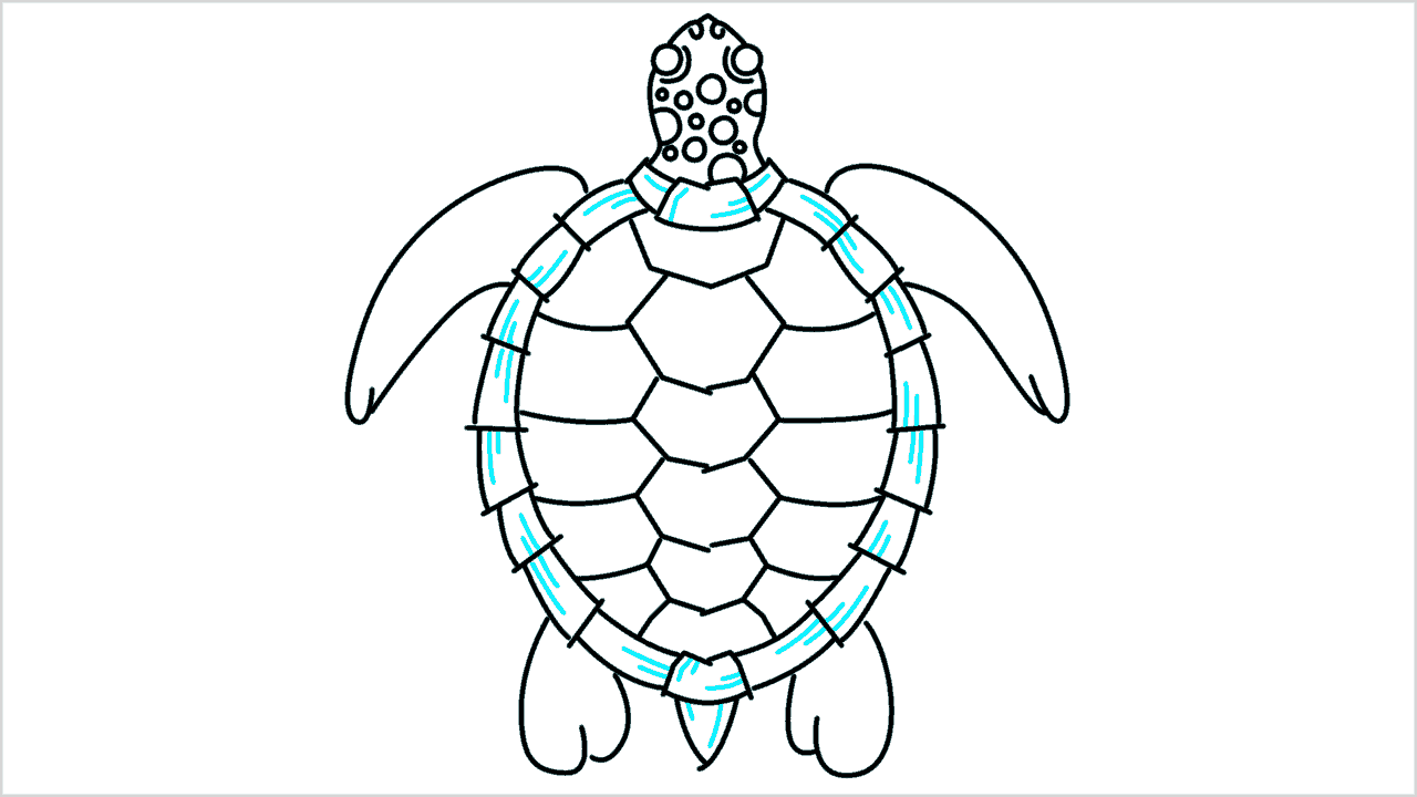 Cómo dibujar una tortuga paso a paso (11)