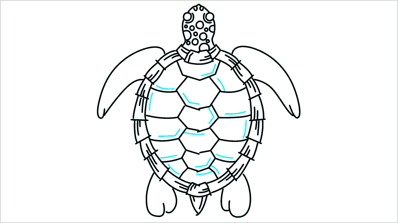 Cómo dibujar una tortuga paso a paso (12)